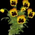 !!! JE T'AIME TANT !!!