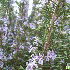 << V'LA L'PRINTEMPS >