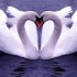 << mon Amour secret ....