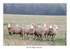 Petit troupeau de mouton