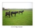 Les chevaux