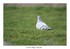 Pigeon biset Columba livia - Rock Dove