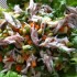 Salade de raie tiède