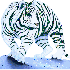 belle images de tigres blanc::