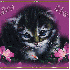 j'adore les animaux chiens ou 