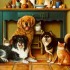 j'adore les animaux chiens ou 