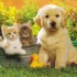 j'adore les animaux chiens ou 