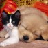 j'adore les animaux chiens ou 