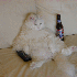 pauvre minou ??????