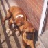 voila mes 2 boxer prefere