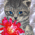 peut ce qui adore les chats...