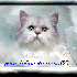 cadeau pour feline qui adore l
