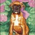 voici mes boxers newton et bud