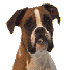 voici mes boxers newton et bud