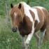 unautre cheval de mes rêve