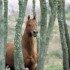 encore un cheval de mes rêve