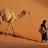 Les animaux