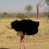 Les animaux