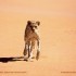 Les animaux