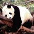 Le panda géant