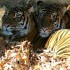 Le tigre de Sumatra