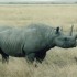 Le rhinocéros blanc