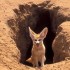 Les animaux
