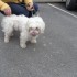 TROIS PETITS MALES A ADOPTER