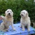 LES PETITS NOUVEAUX  URGENT