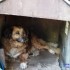 URGENCE POUR FRISETTE