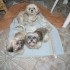 3 PETITES SHIH-TZU CHERCHENT FOYERS DEFI