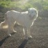 UNE FAMILLE ADOPTIVE POUR PATOU - HYPER