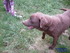 LABRADOR CHOCOLAT FEMELLE HYPER URGENT