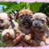 le chien mon 2 éme animal préféré