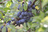 Prunes sauvages / arbre fruiti