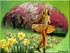 Jonquilles