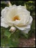 Rose blanche et pivoines
