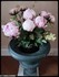 Mes pivoines