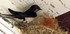 Hirondelle de cheminée