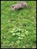 Le chat