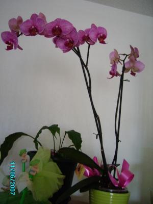 ma belle orchidee offerte par chéri
