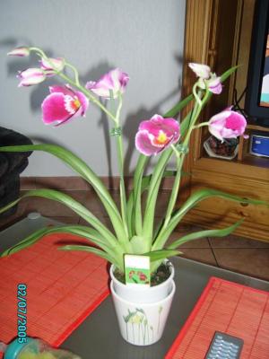 mon orchidee ofert par mon chéri
