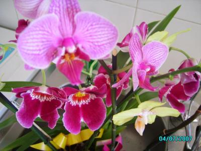 le mélange de mes orchidees