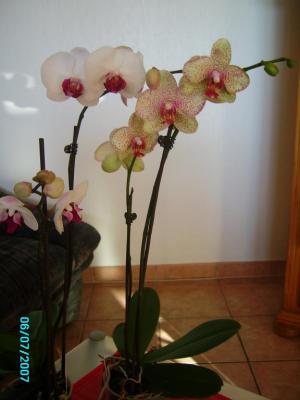 mes 2 nouvelles orchidees