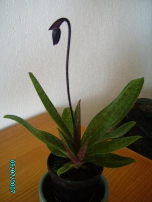 fleur de l’année 2007 ,le papphiopedilum