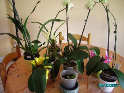 Mes orchidees