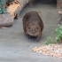 Visite du Zoo de TACOMA