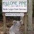 LONE PINE KOALA SANCTUARY 18/1