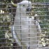 LONE PINE KOALA SANCTUARY 18/1