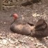 LONE PINE KOALA SANCTUARY 18/1
